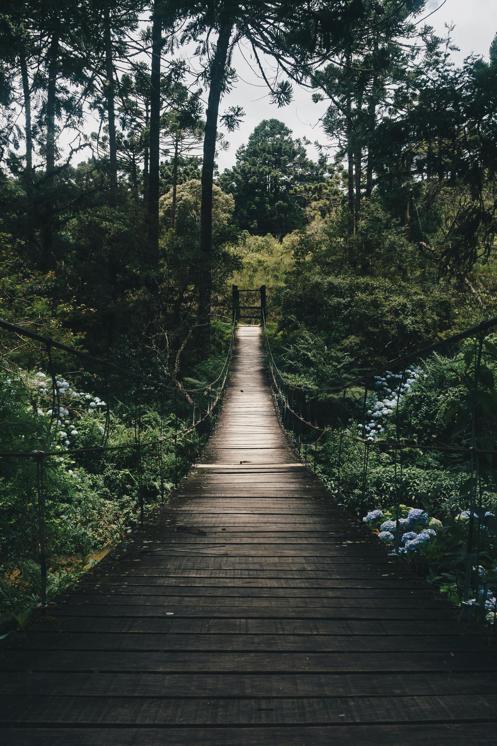 Experience tranquility on a wooden bridge surrounded by lush greenery in a peaceful forest setting.